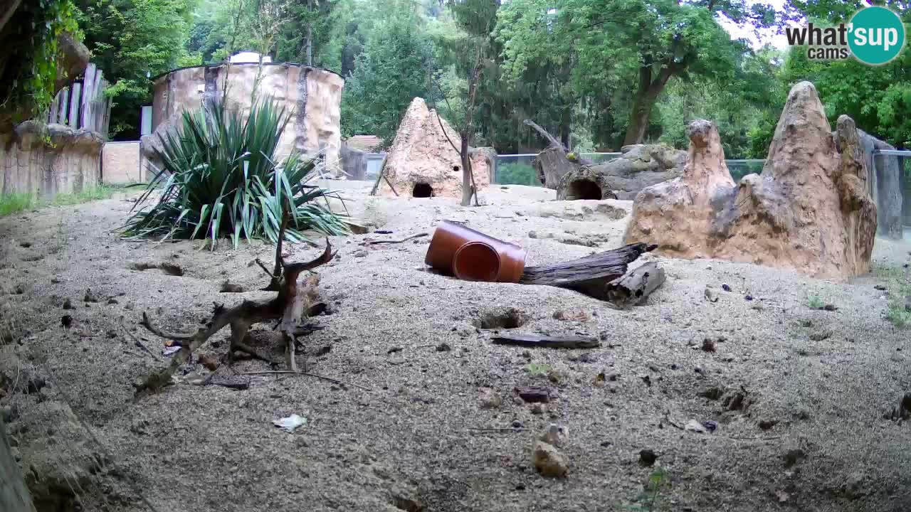 Zoo Ljubljana – Meerkat (Suricata)