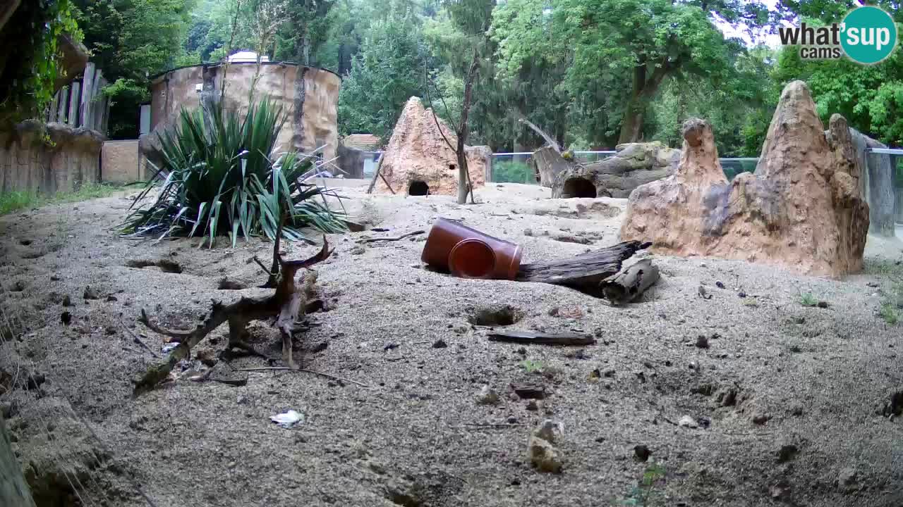 Live cam Zoo Ljubljana – Erdmännchen