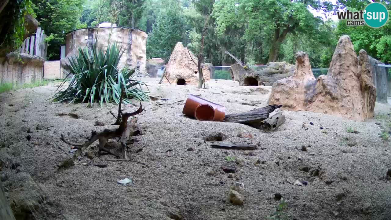 Zoo Ljubljana – Meerkat (Suricata)