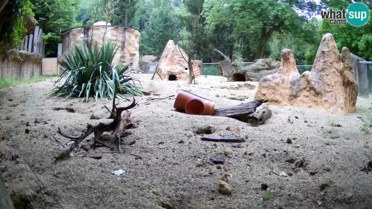 Zoo Ljubljana – Meerkat (Suricata)