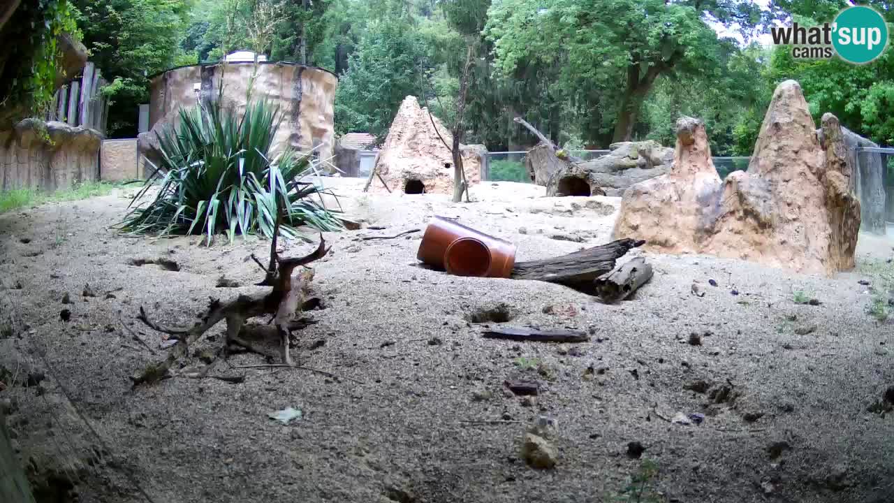 Zoo Ljubljana – Meerkat (Suricata)