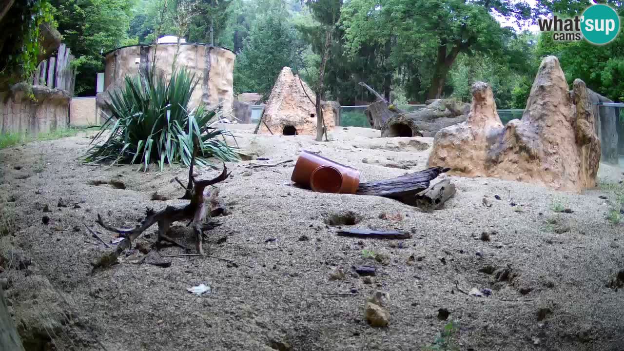 Zoo Ljubljana – Live webcam Meerkat (Suricata)