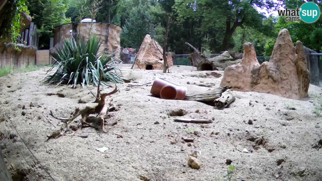 Zoo Ljubljana – Live webcam Meerkat (Suricata)