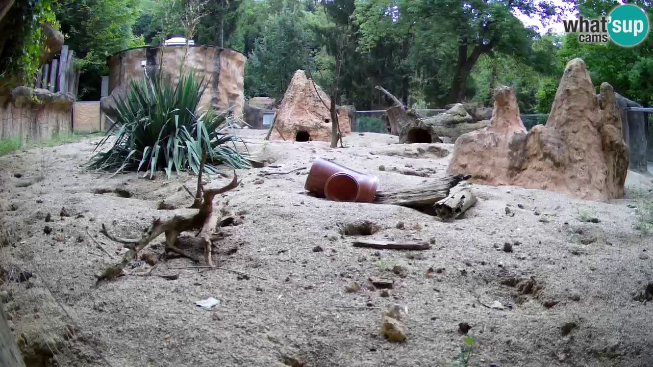 Zoo Ljubljana – Live webcam Meerkat (Suricata)