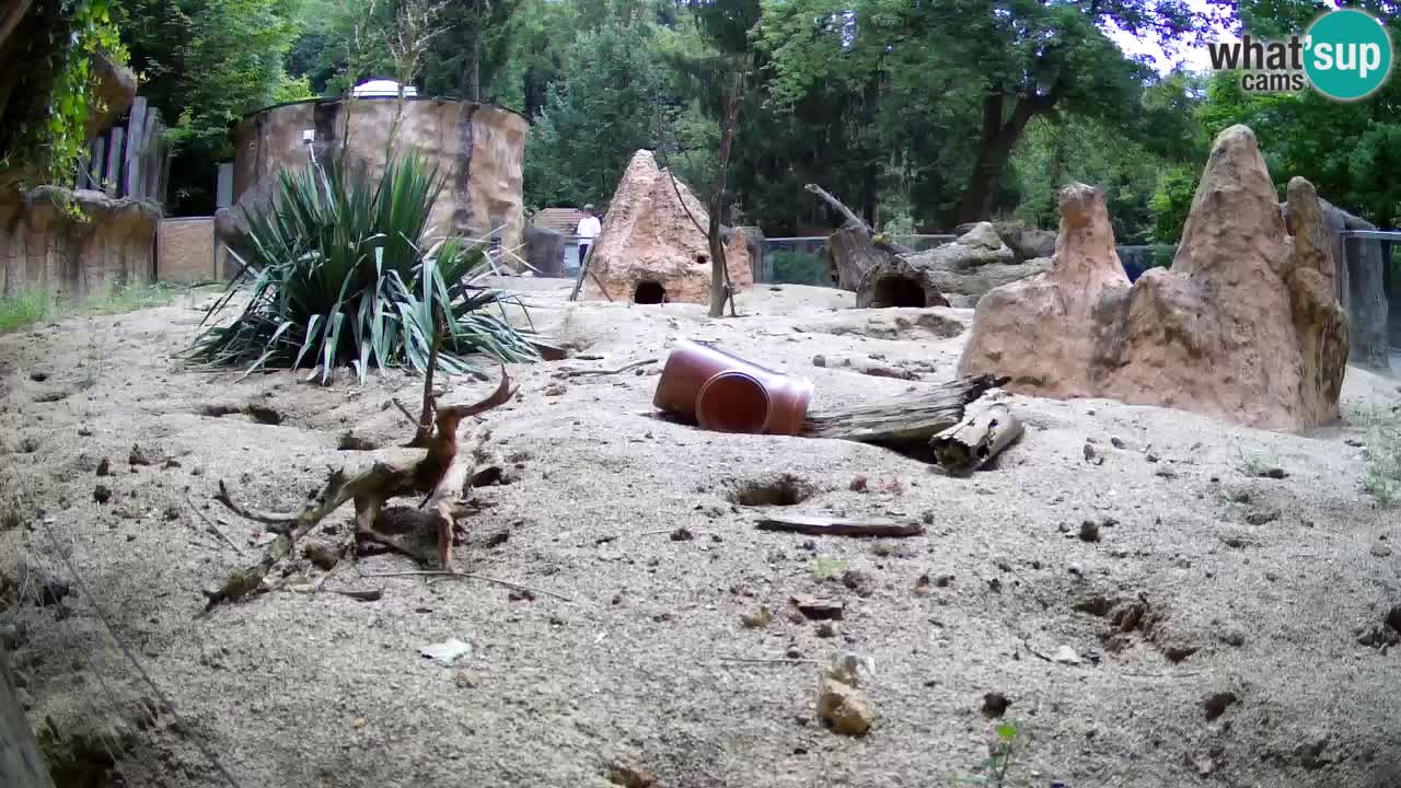 Zoo Ljubljana – Live webcam Meerkat (Suricata)