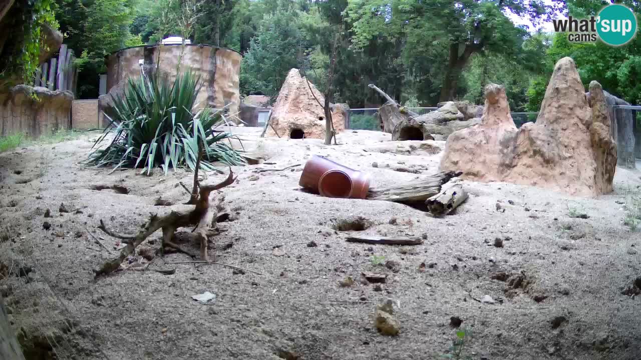 Zoo Ljubljana – Live webcam Meerkat (Suricata)