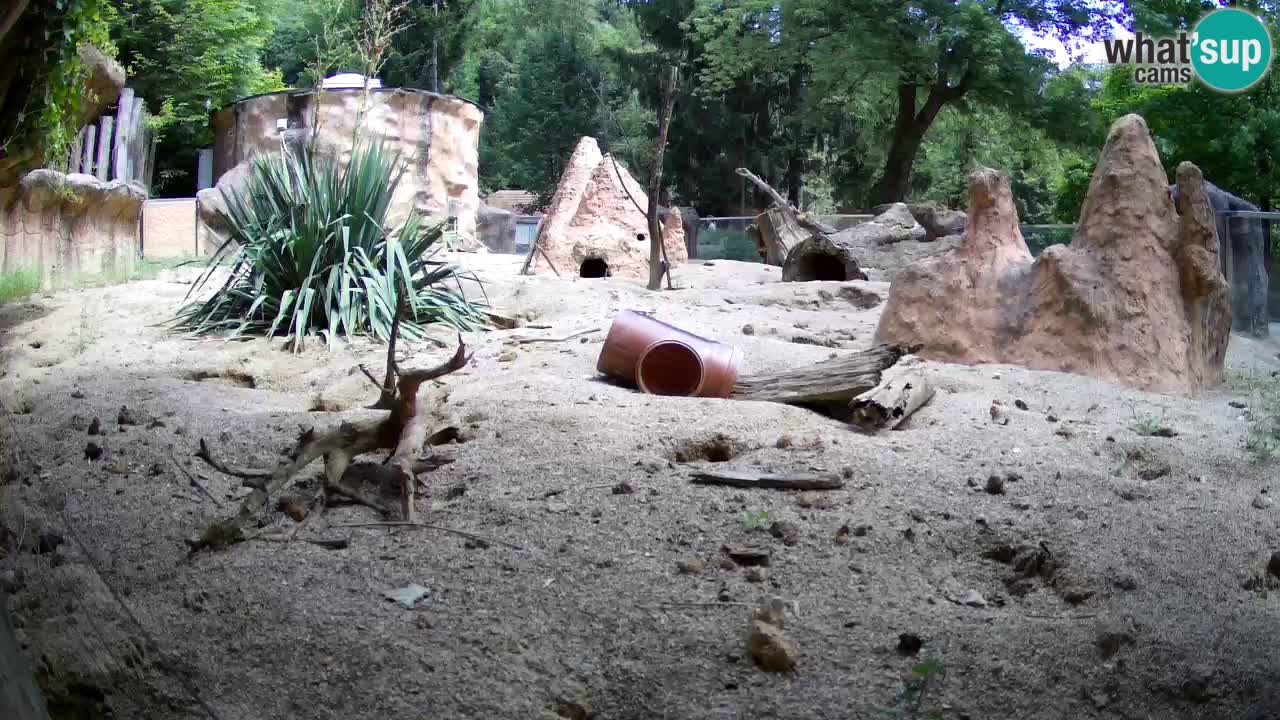 Zoo Ljubljana – Live webcam Meerkat (Suricata)