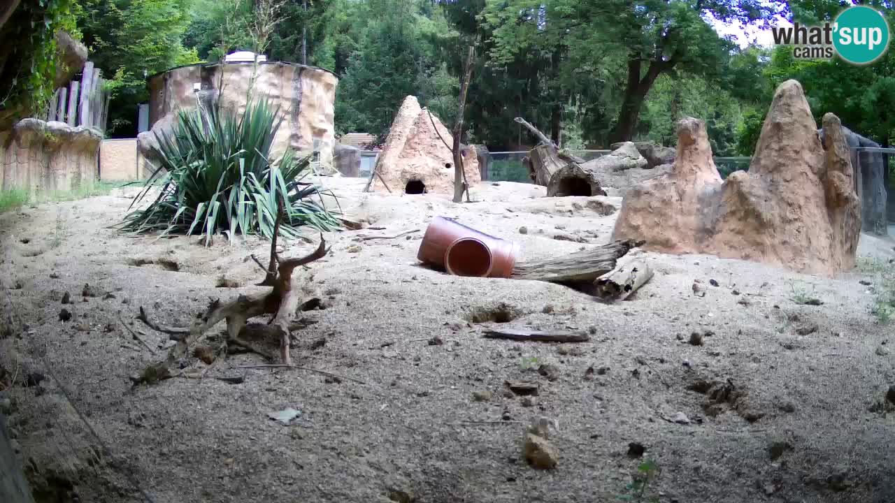 Web kamera Zoo Ljubljana – Merkat