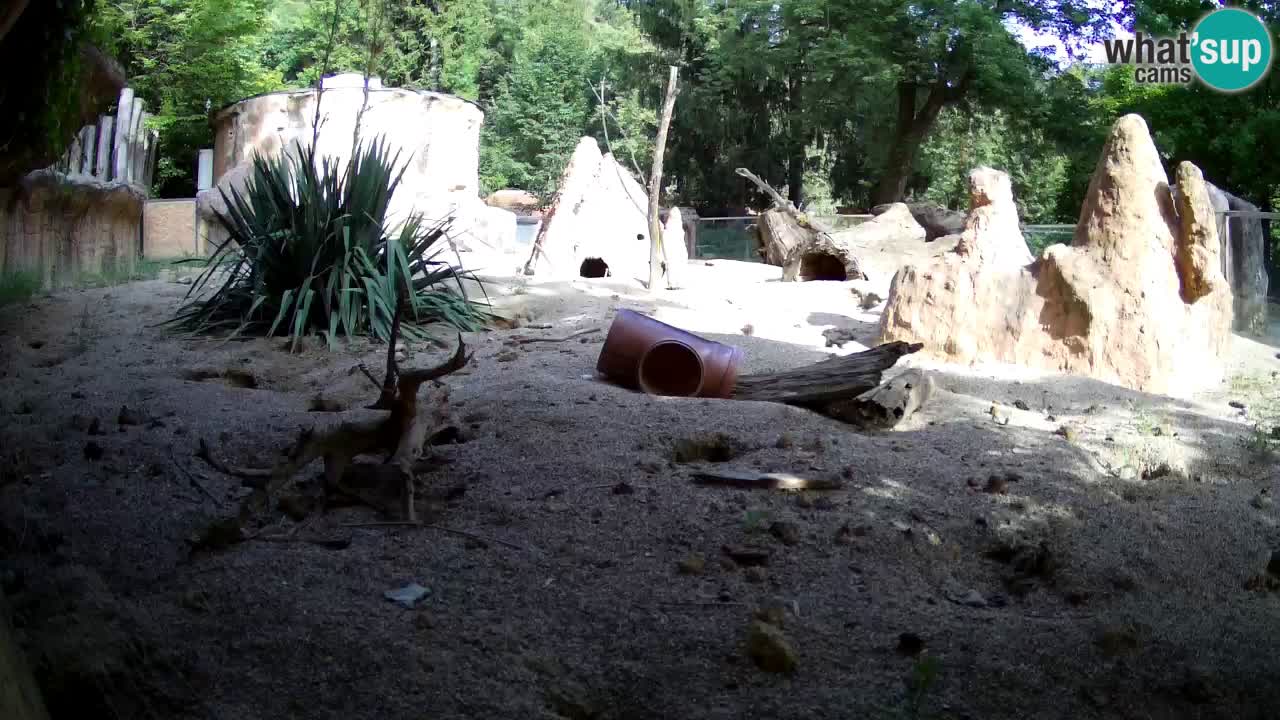Live cam Zoo Ljubljana – Erdmännchen