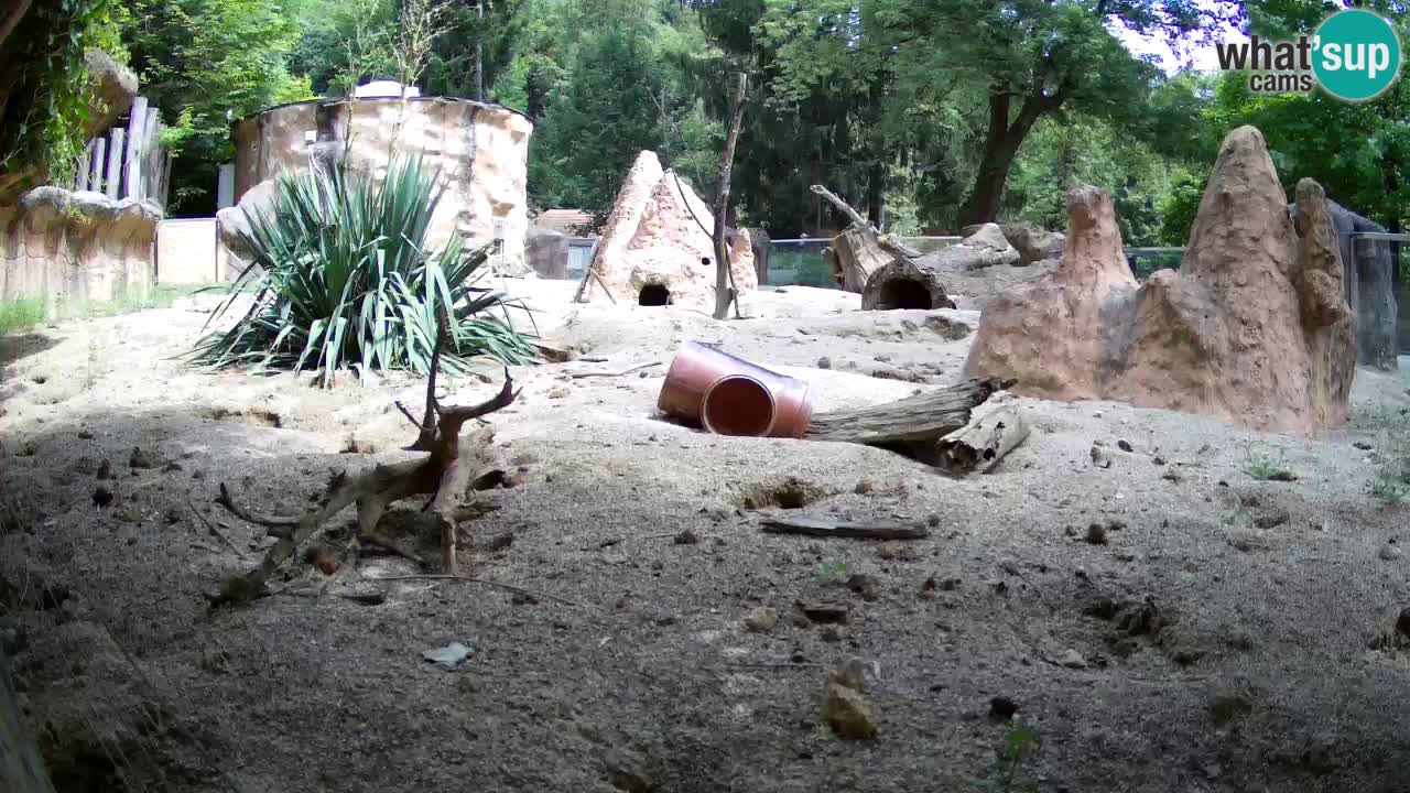 Webcam live Zoo Ljubljana – Suricata
