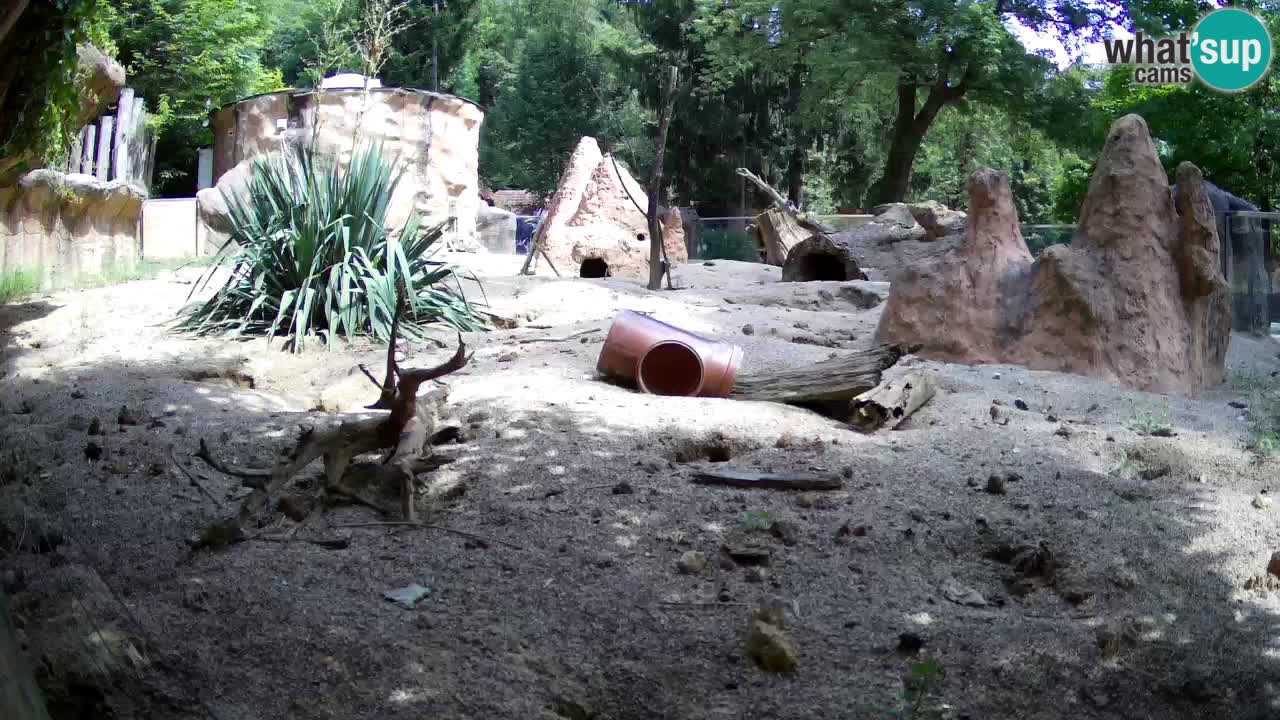 Live cam Zoo Ljubljana – Erdmännchen