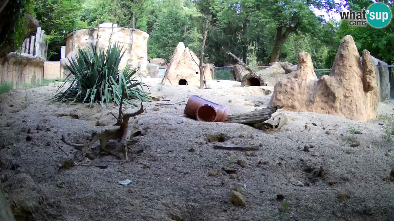 Zoo Ljubljana – Meerkat (Suricata)