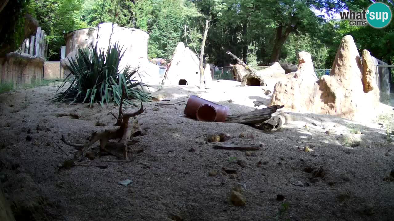 Web kamera Zoo Ljubljana – Merkat