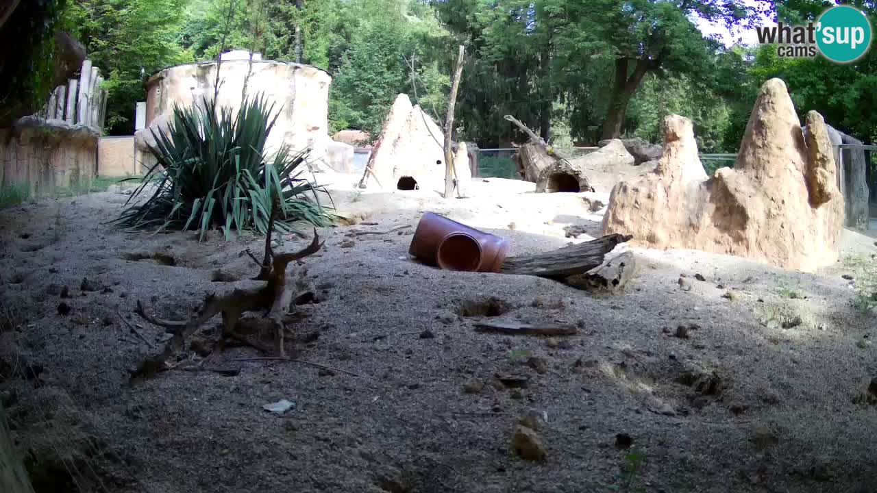 Zoo Ljubljana – Meerkat (Suricata)