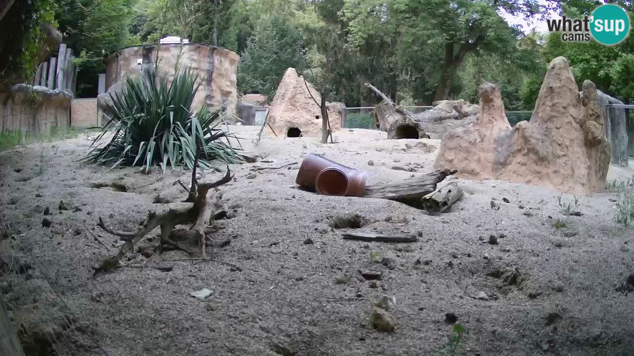Zoo Ljubljana – Live webcam Meerkat (Suricata)