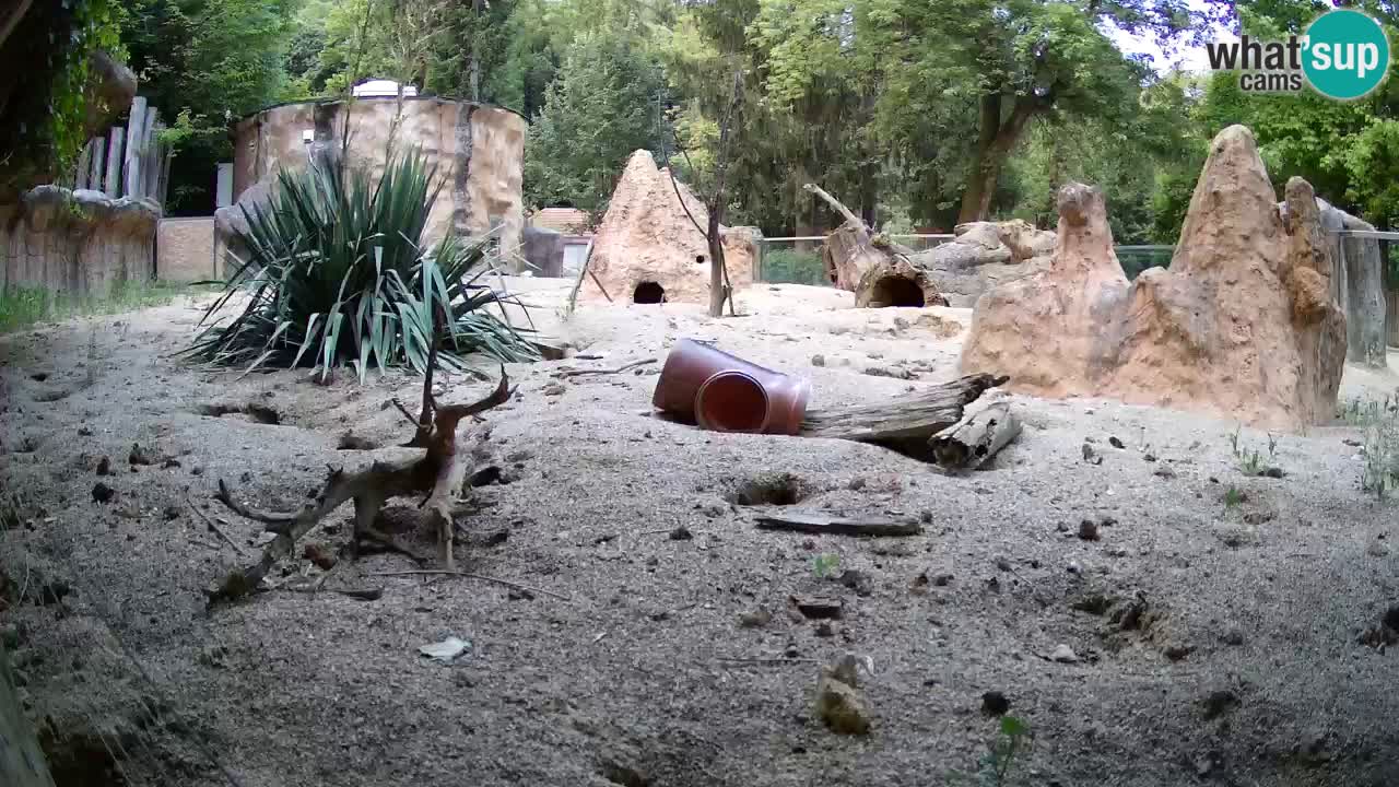 Live cam Zoo Ljubljana – Erdmännchen