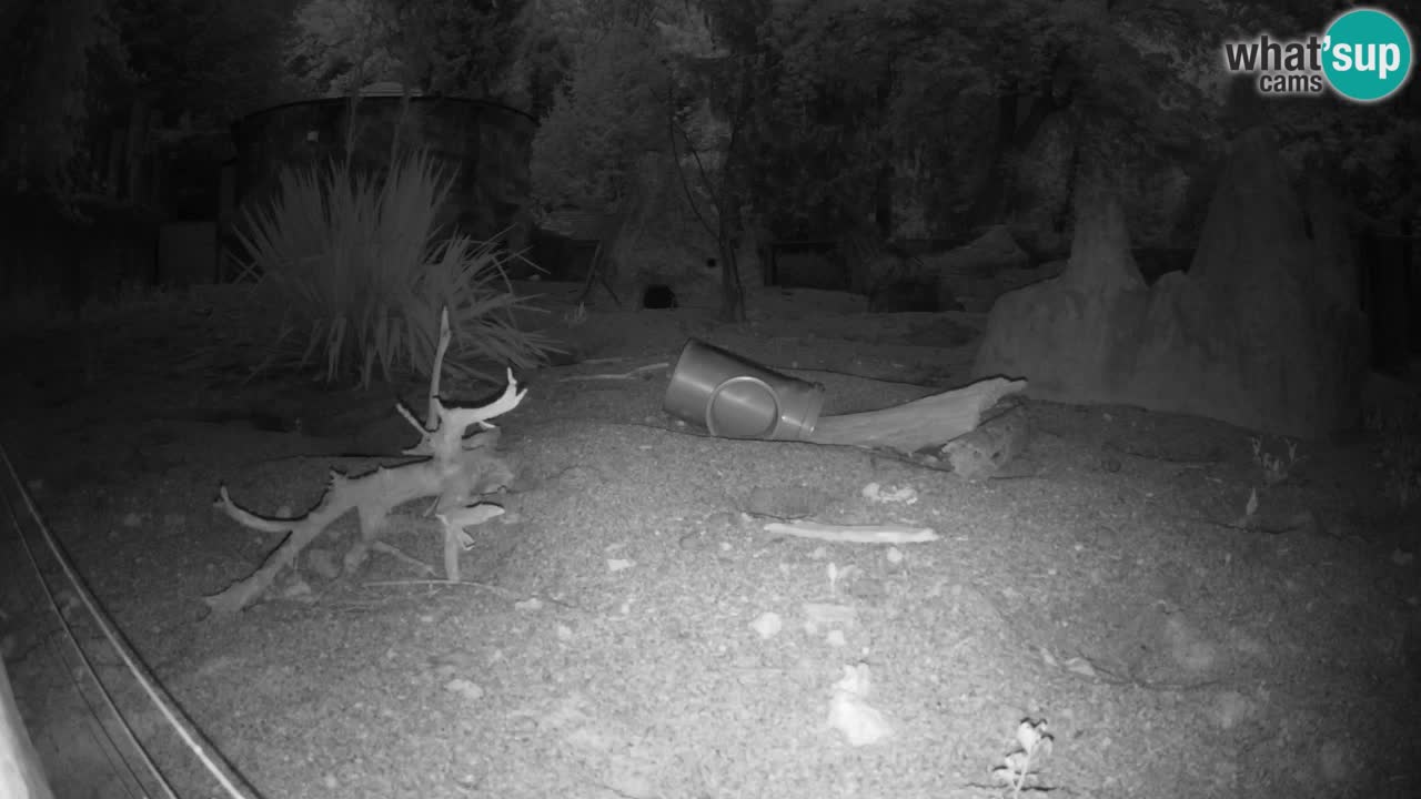 Webcam live Zoo Ljubljana – Suricata
