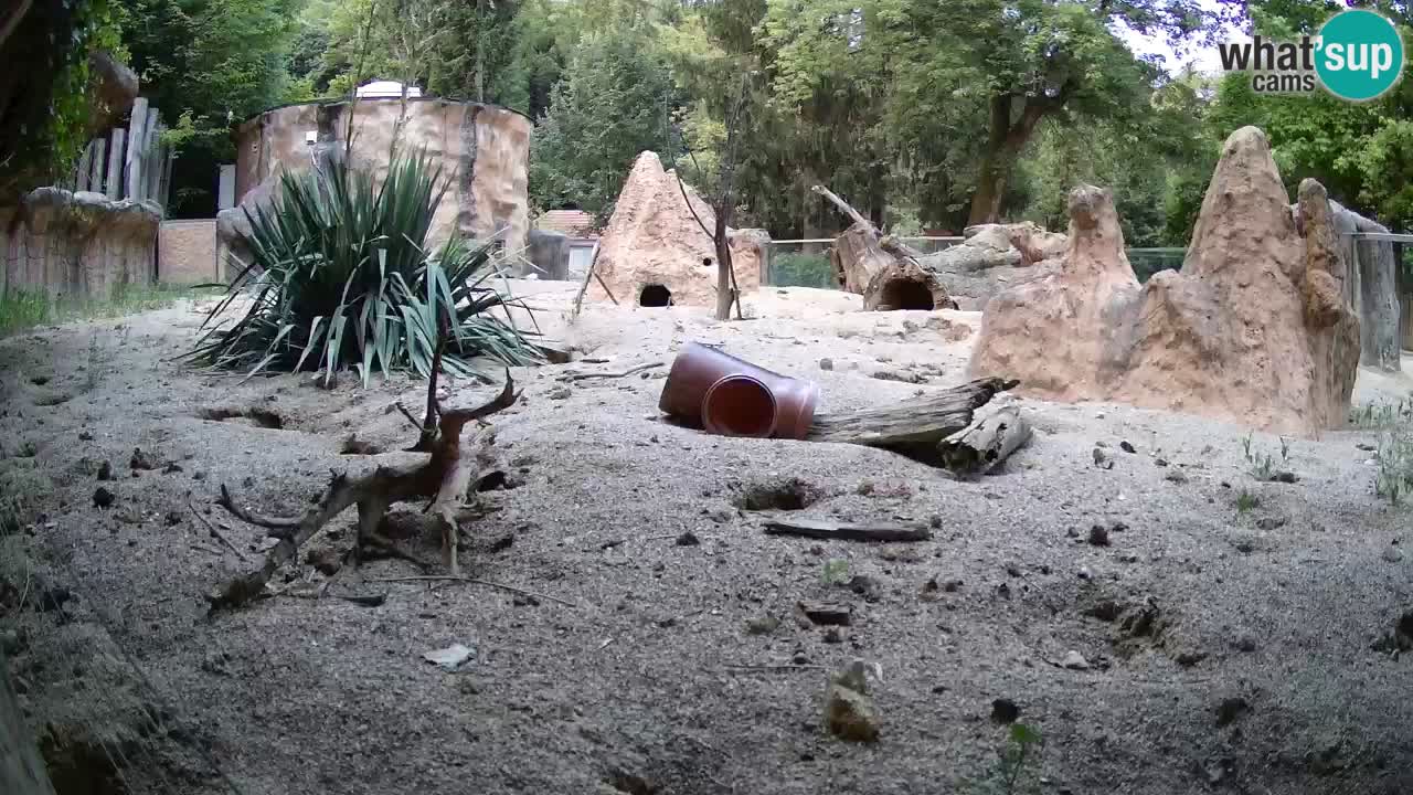 Zoo Ljubljana – Live webcam Meerkat (Suricata)