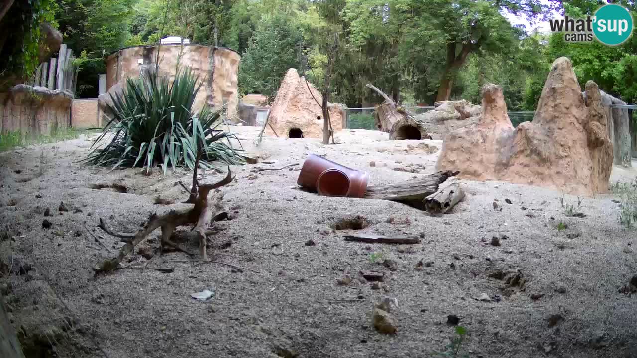 Webcam live Zoo Ljubljana – Suricata