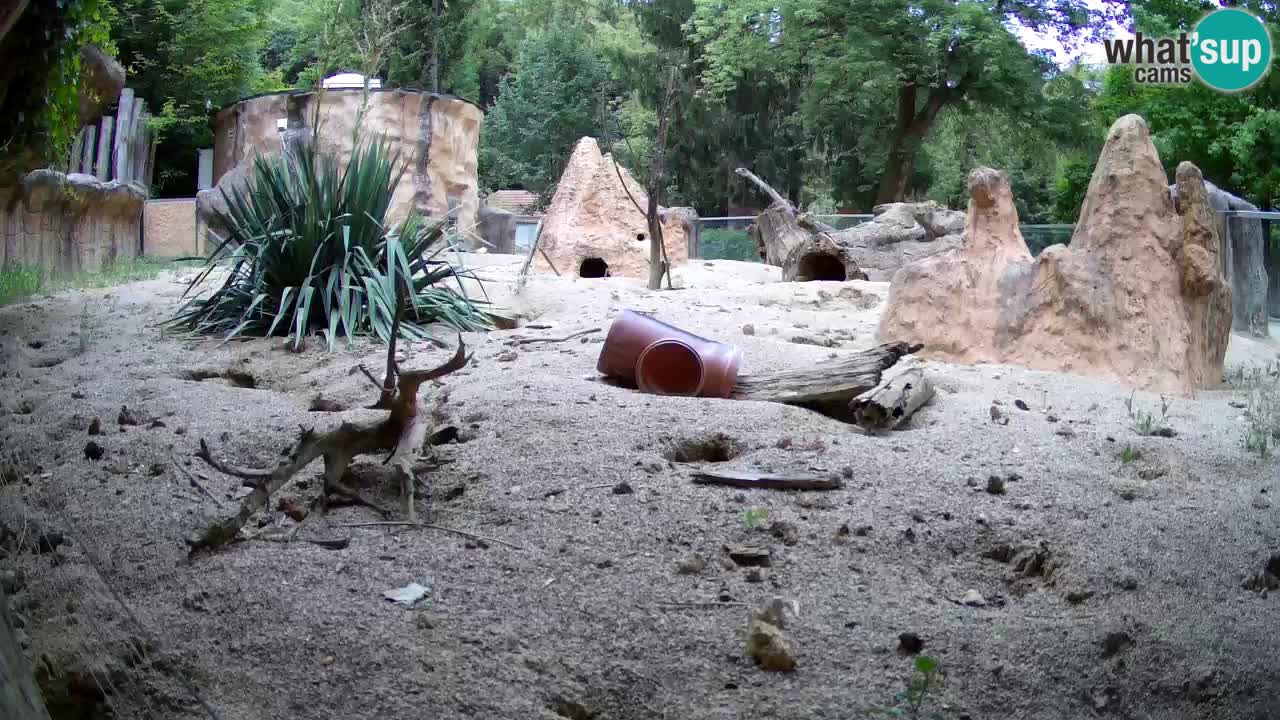 Live cam Zoo Ljubljana – Erdmännchen