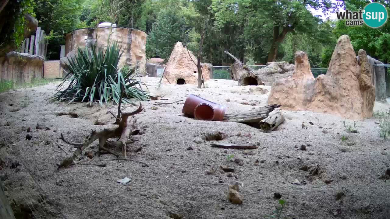 Zoo Ljubljana – Live webcam Meerkat (Suricata)