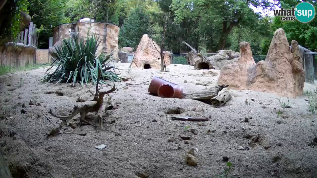 Zoo Ljubljana – Meerkat (Suricata)