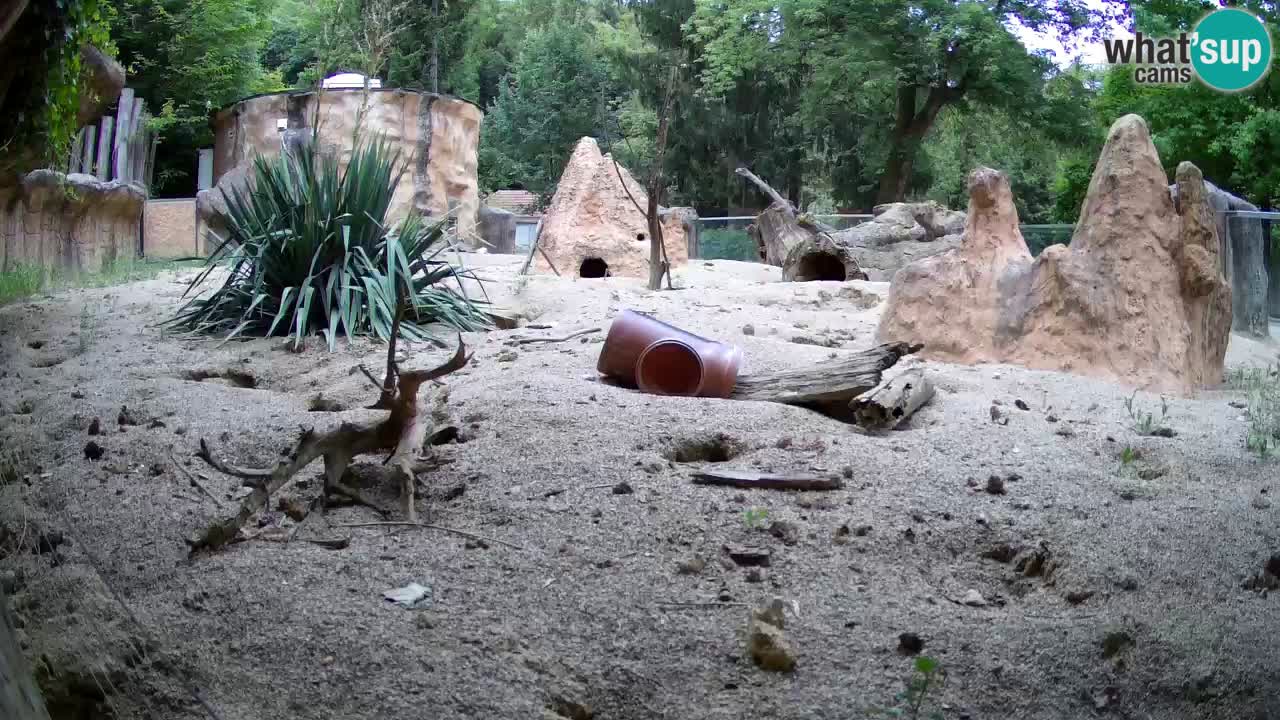 Webcam Zoo Ljubljana – Suricate