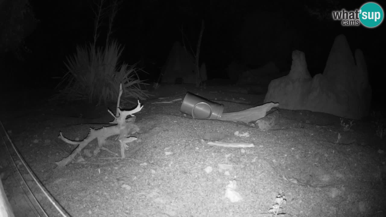 Webcam Zoo Ljubljana – Suricate