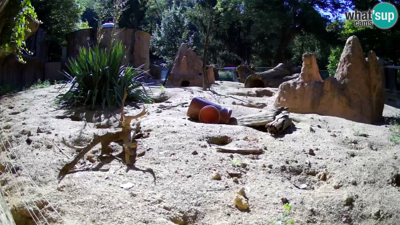 Zoo Ljubljana – Meerkat (Suricata)