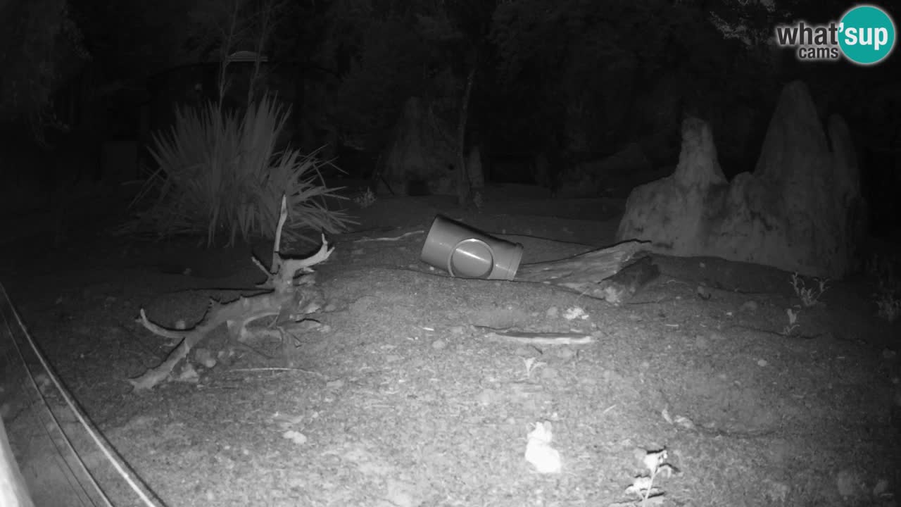 Live cam Zoo Ljubljana – Erdmännchen