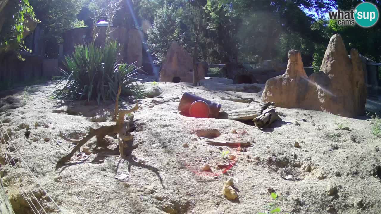 Webcam live Zoo Ljubljana – Suricata