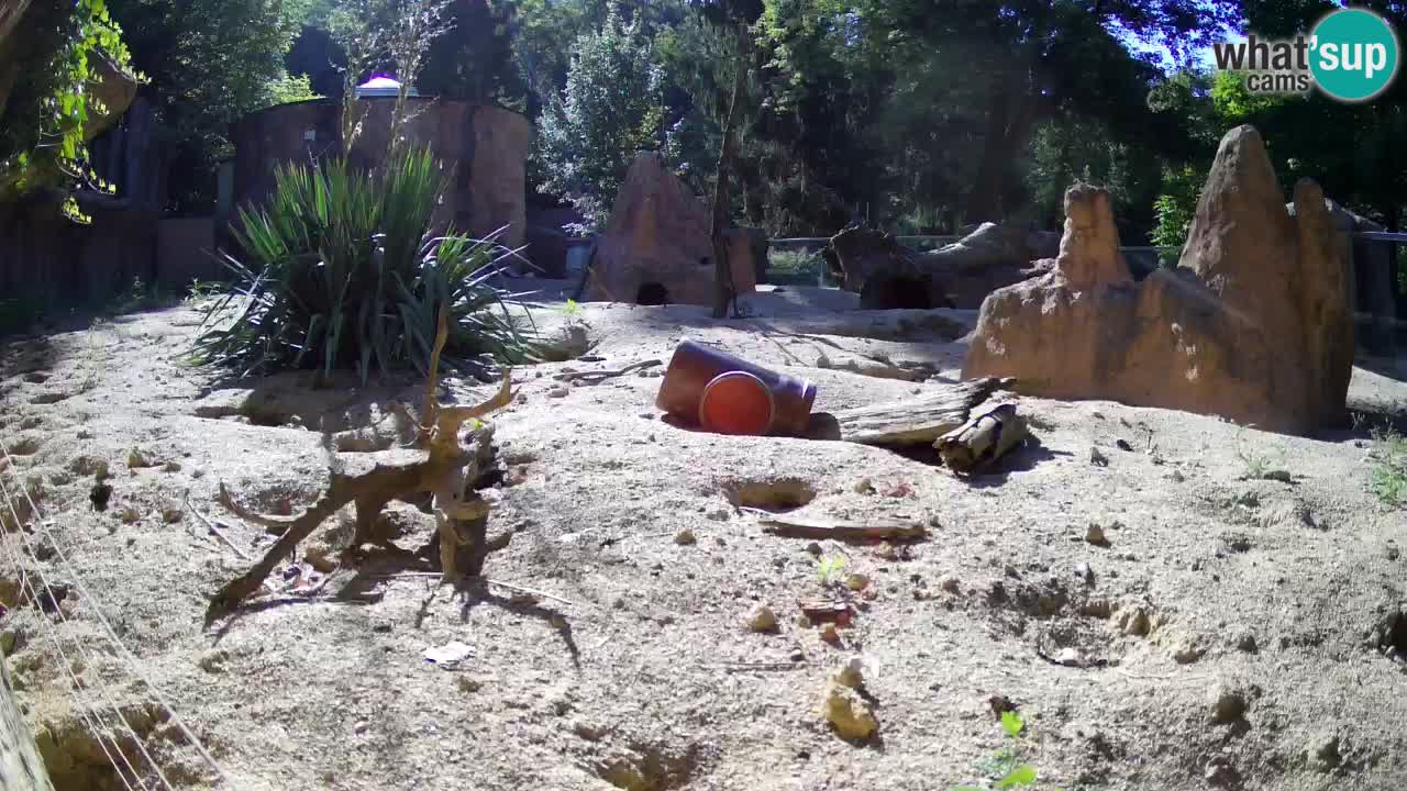 Webcam live Zoo Ljubljana – Suricata
