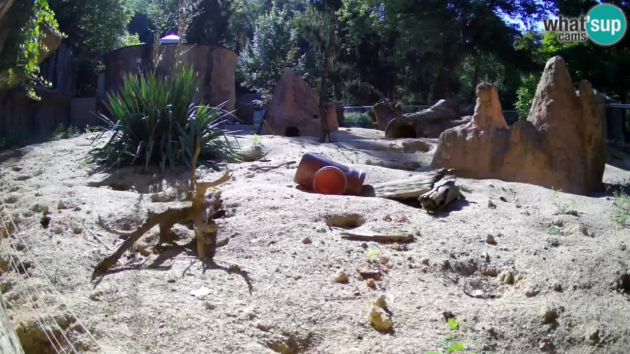 Live cam Zoo Ljubljana – Erdmännchen