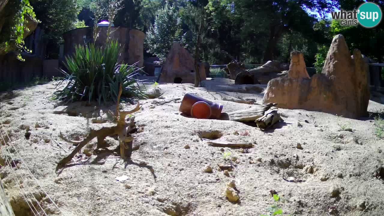 Live cam Zoo Ljubljana – Erdmännchen