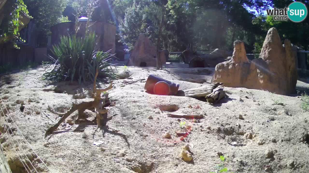 Webcam Zoo Ljubljana – Suricate