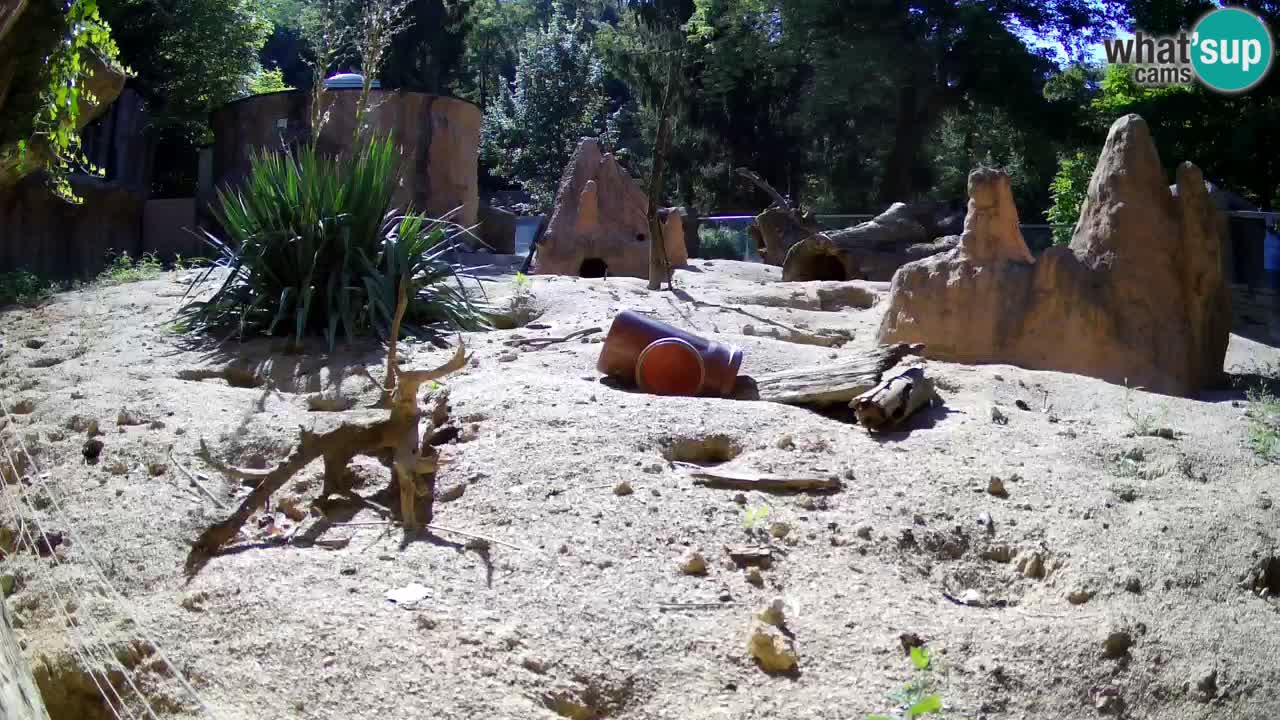 Webcam Zoo Ljubljana – Suricate