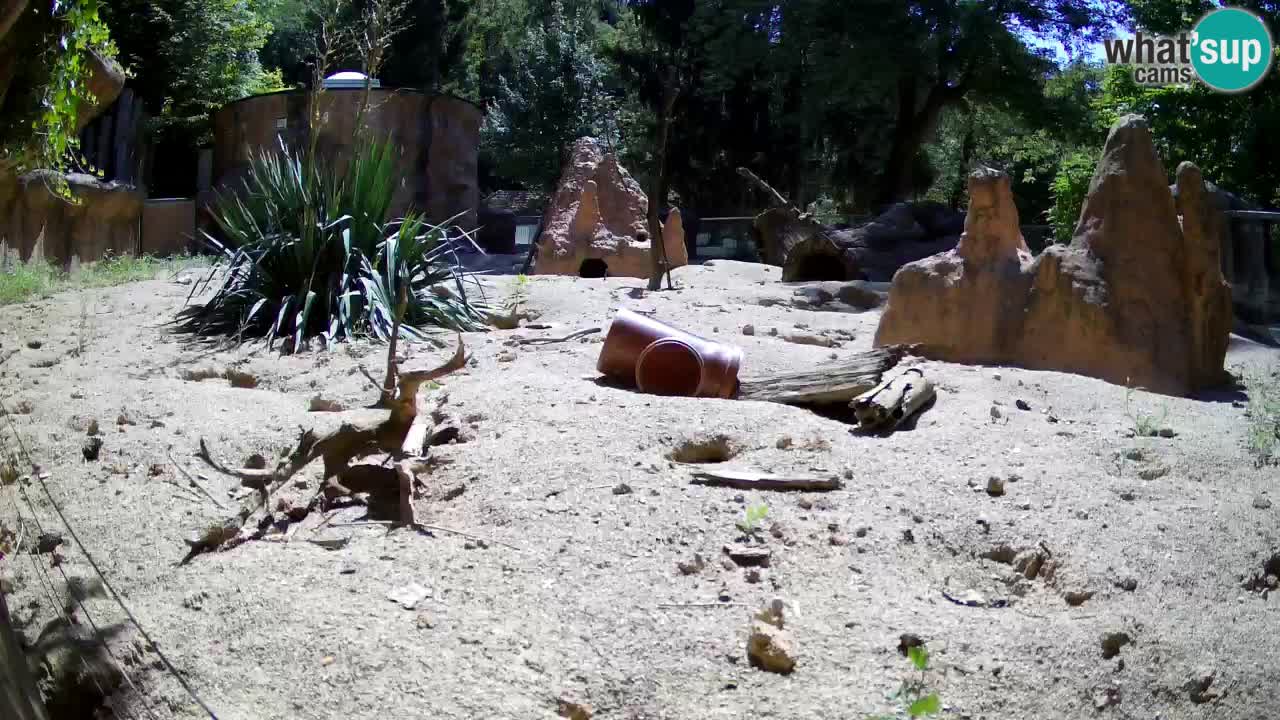 Webcam Zoo Ljubljana – Suricate