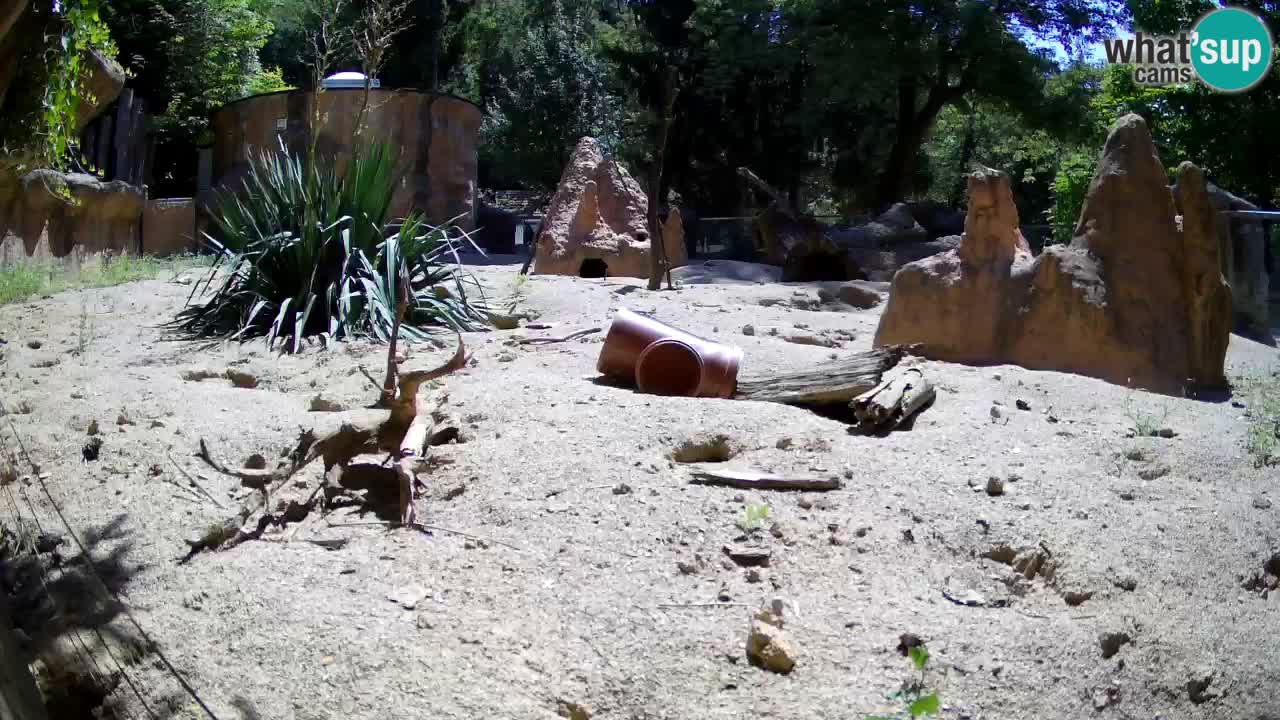 Zoo Ljubljana – Meerkat (Suricata)