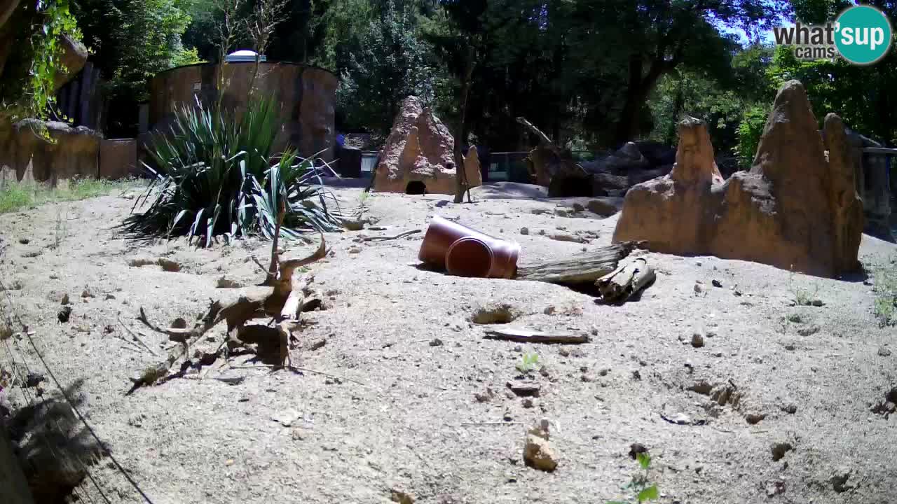 Zoo Ljubljana – Meerkat (Suricata)