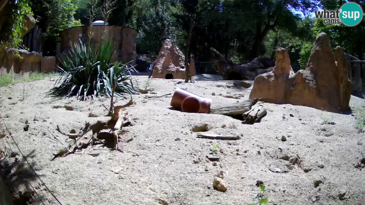Webcam Zoo Ljubljana – Suricate