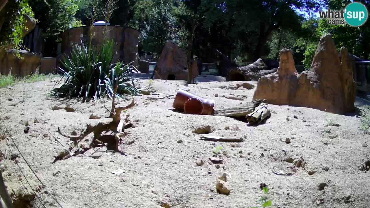 Webcam Zoo Ljubljana – Suricate