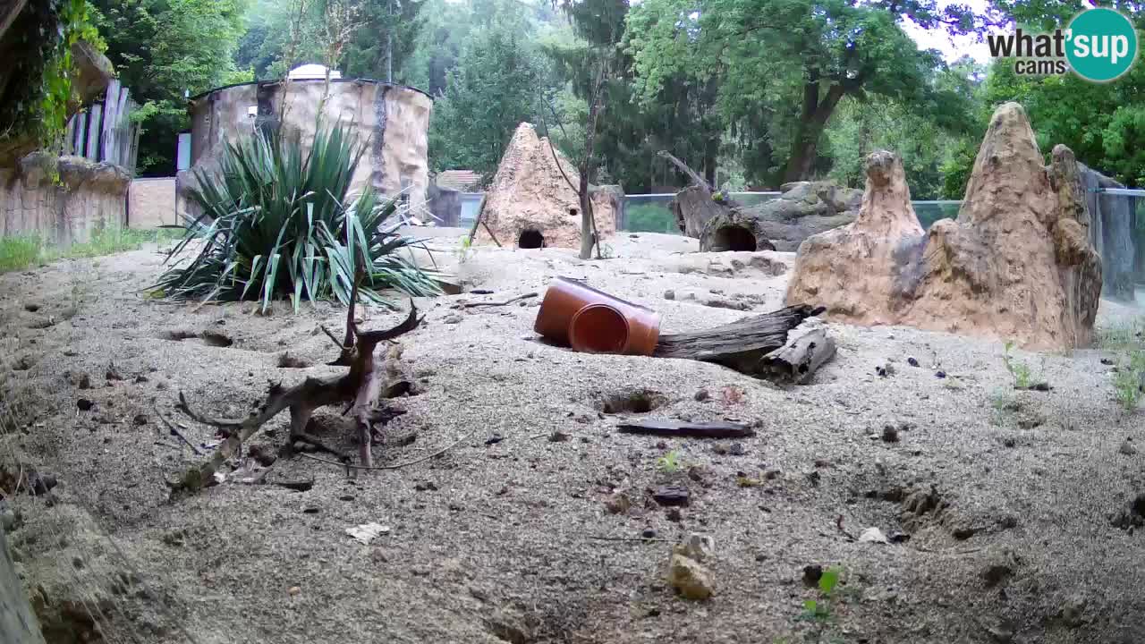 Zoo Ljubljana – Meerkat (Suricata)
