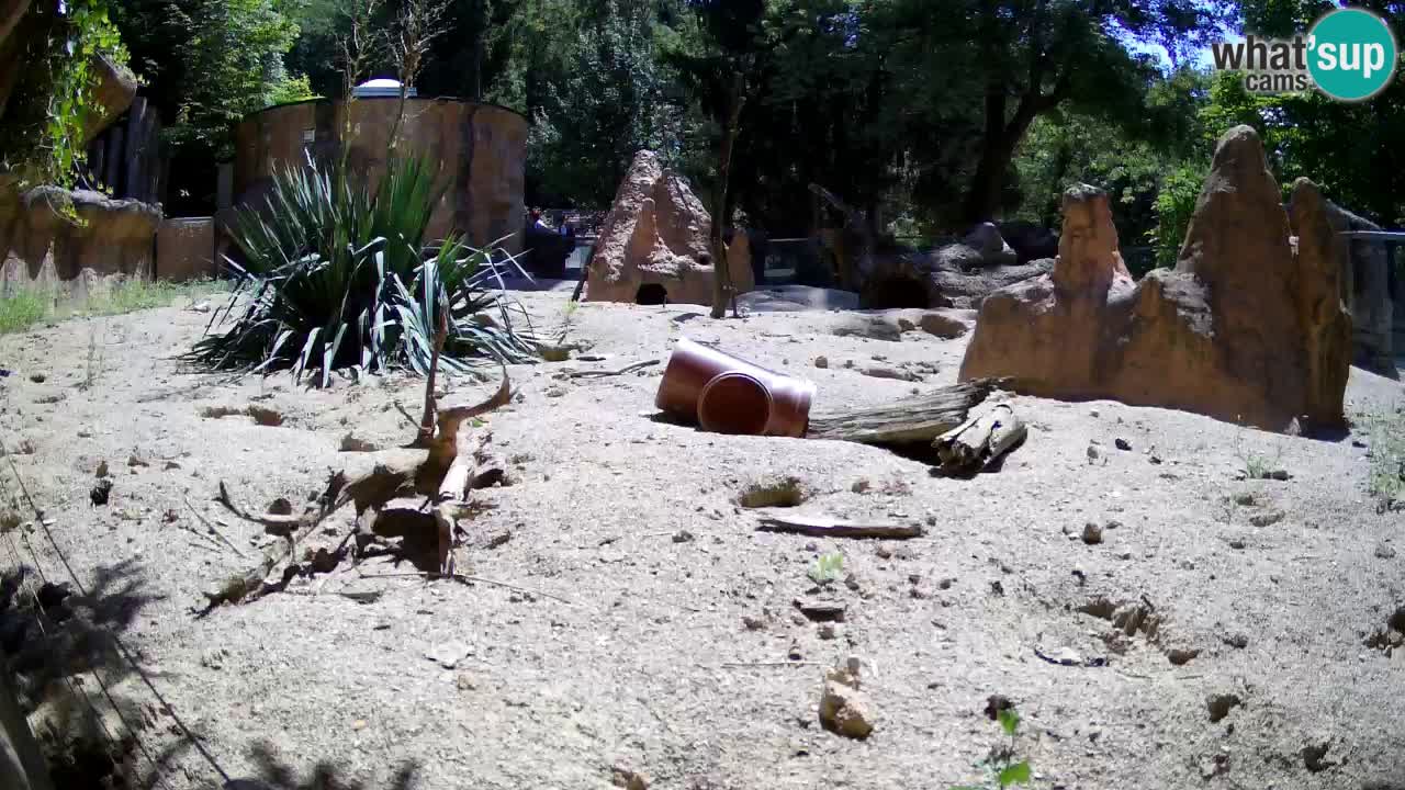 Live cam Zoo Ljubljana – Erdmännchen