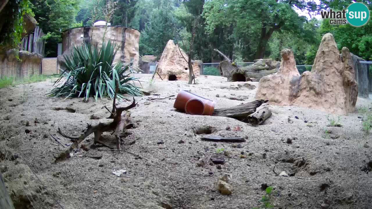 Zoo Ljubljana – Live webcam Meerkat (Suricata)
