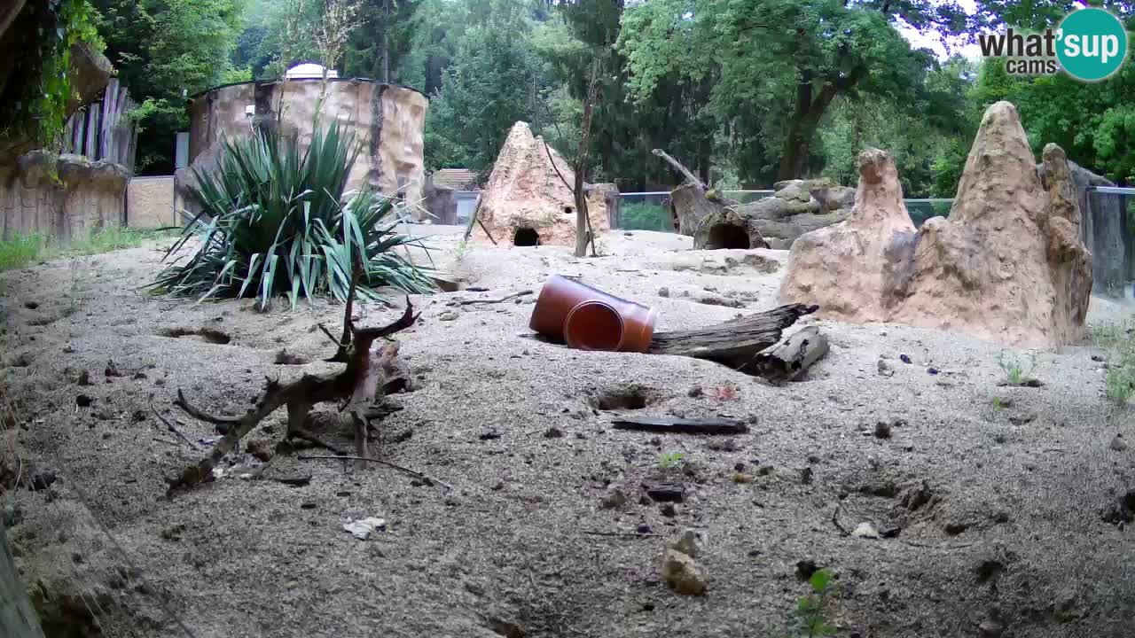 Zoo Ljubljana – Live webcam Meerkat (Suricata)