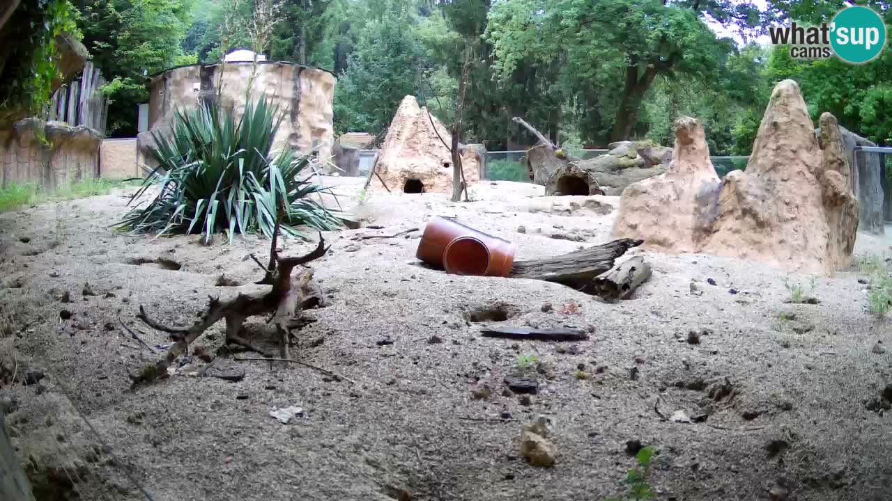Zoo Ljubljana – Live webcam Meerkat (Suricata)