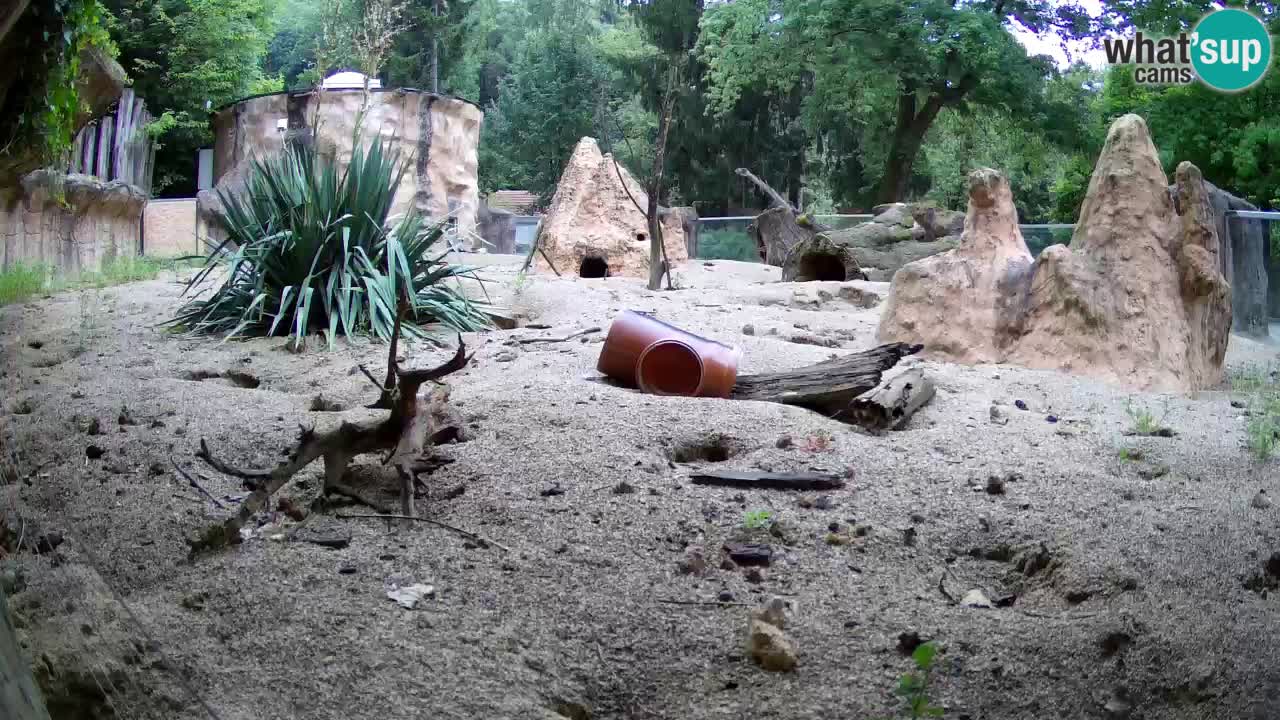 Web kamera Zoo Ljubljana – Merkat