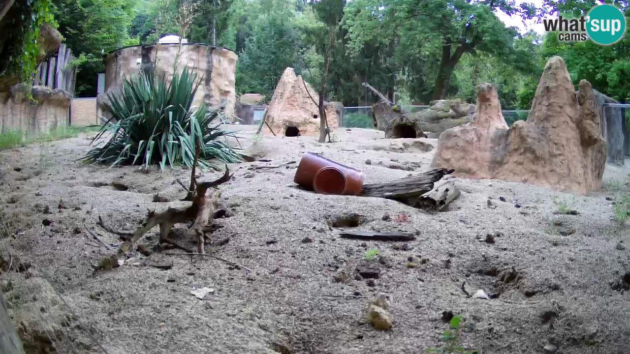 Webcam live Zoo Ljubljana – Suricata
