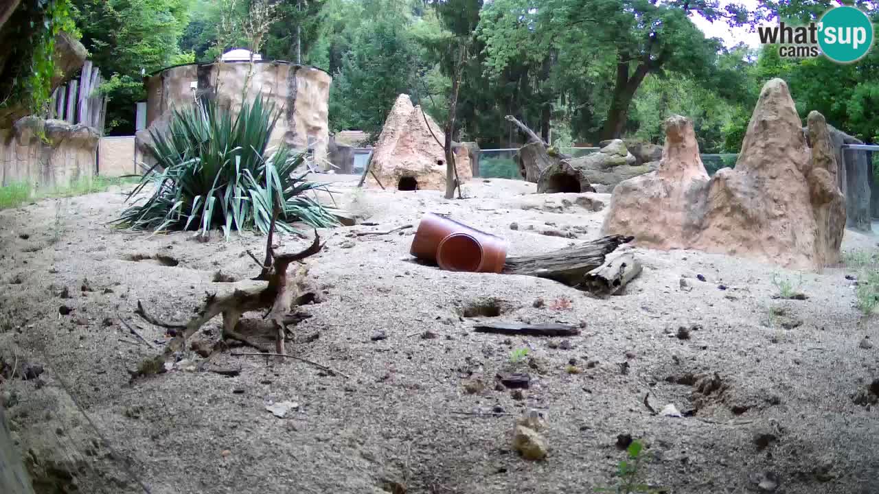 Web kamera Zoo Ljubljana – Merkat