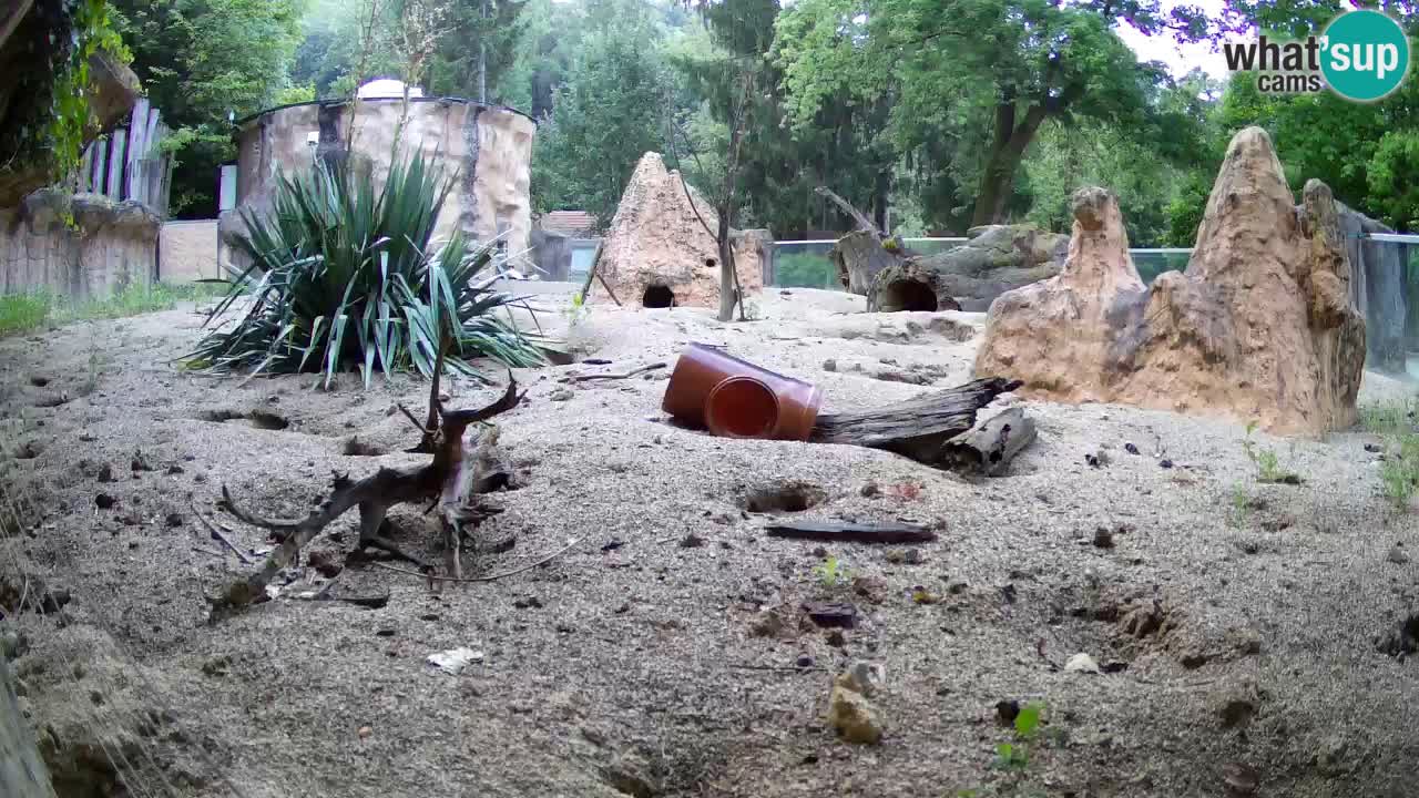 Live cam Zoo Ljubljana – Erdmännchen